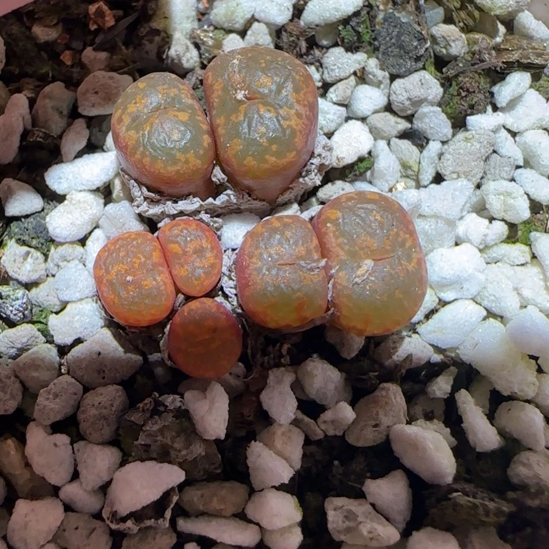肉锥多肉植物百科-勋章1338