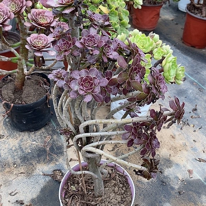 黑法7多肉植物法师法师法师