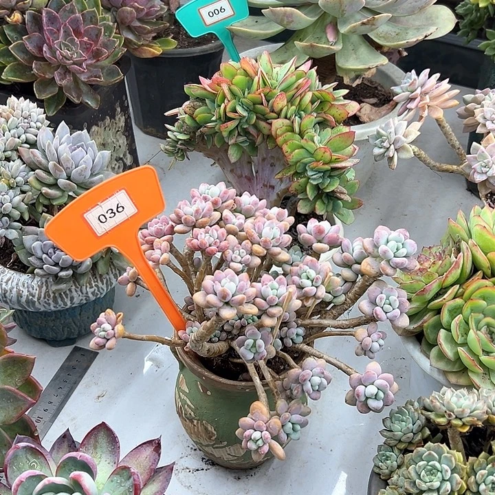 芹***儿洛神多肉植物提取036