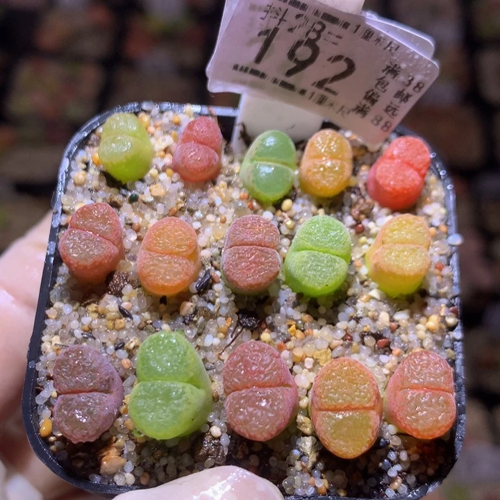 精品生石花28.192