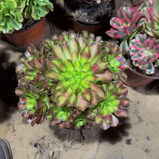 韶华法师9.9多肉植物