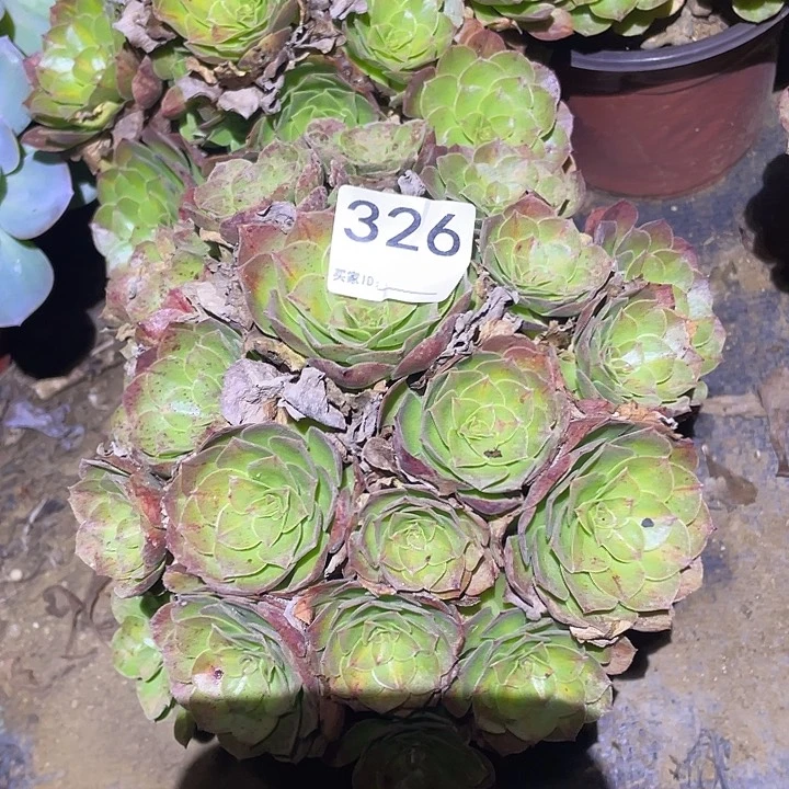 ࿐****多肉植物法师326万圣节