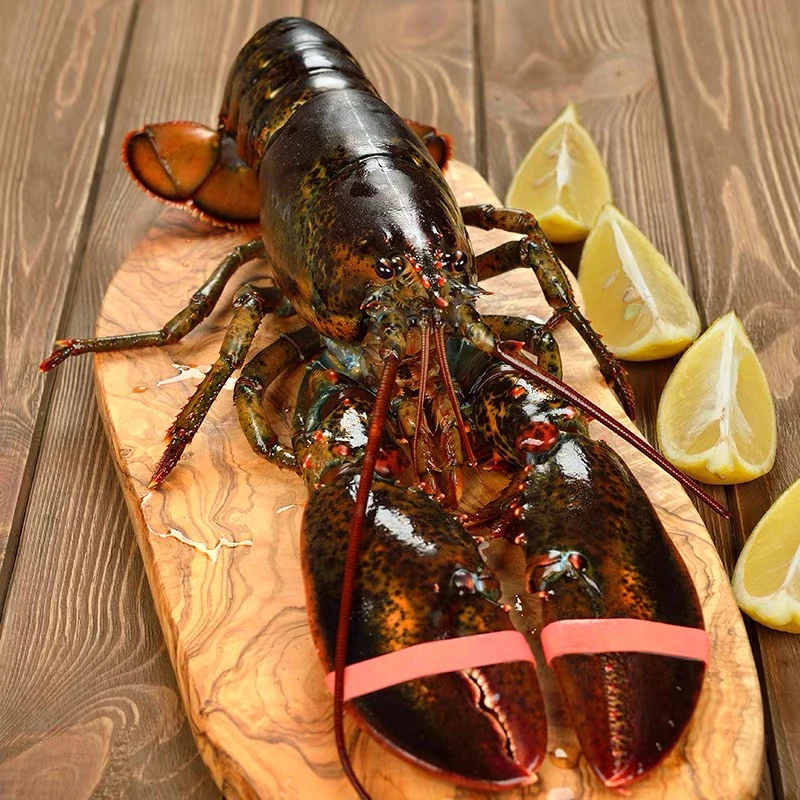 波士顿龙虾单只约2-3斤，顺丰快递到家不保活