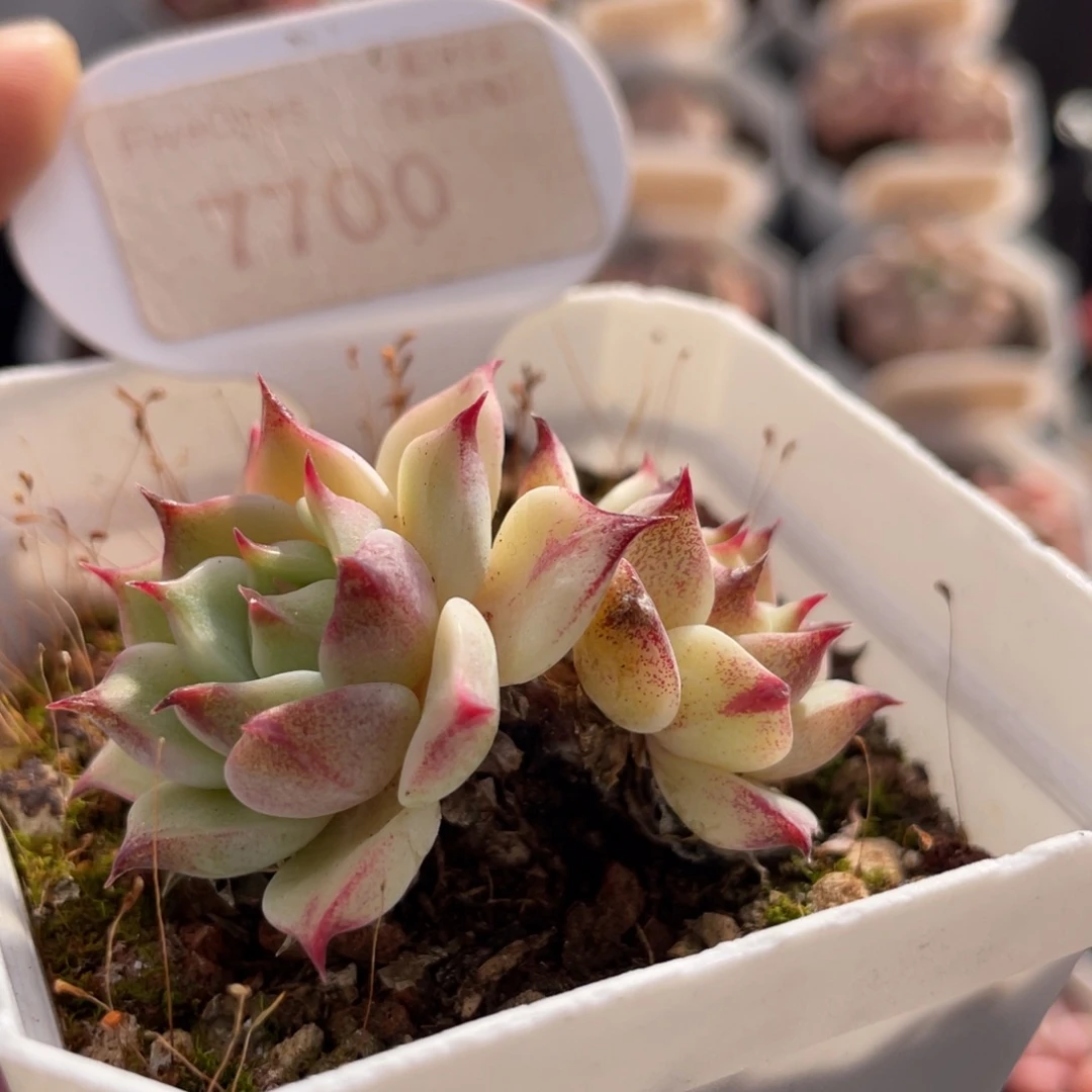 蓝眼睛7700-4.5厘米