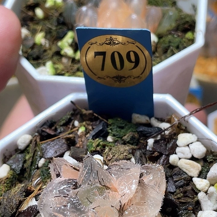 果***子752➕709两个一起发货一物