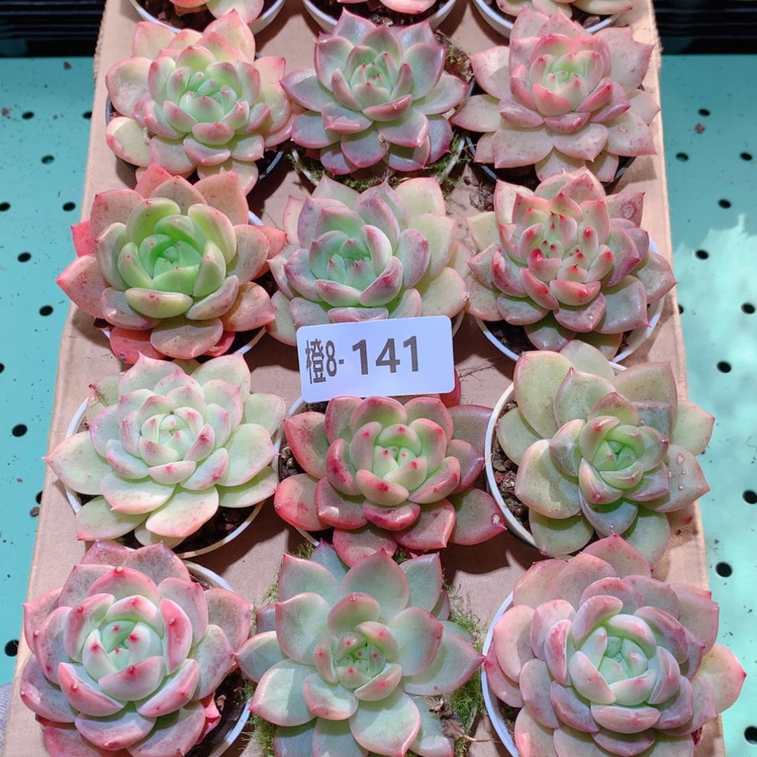 8-141一物一拍多肉带盆18颗