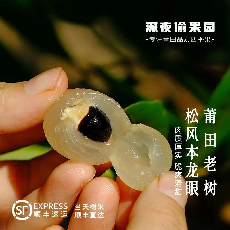 （顺丰空运包邮）精挑特大果 莆田（老树） 新鲜现摘现发松风本龙眼