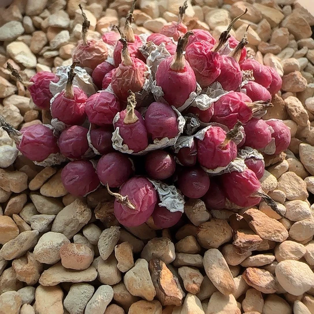 莫****卜28包邮脱土发货27478