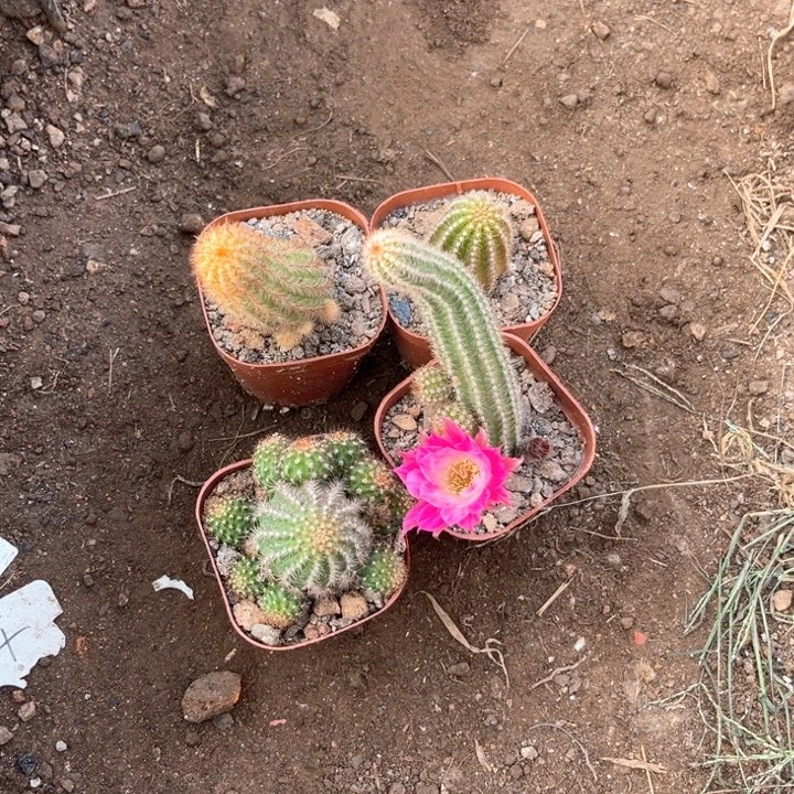 白檀组合白檀组合