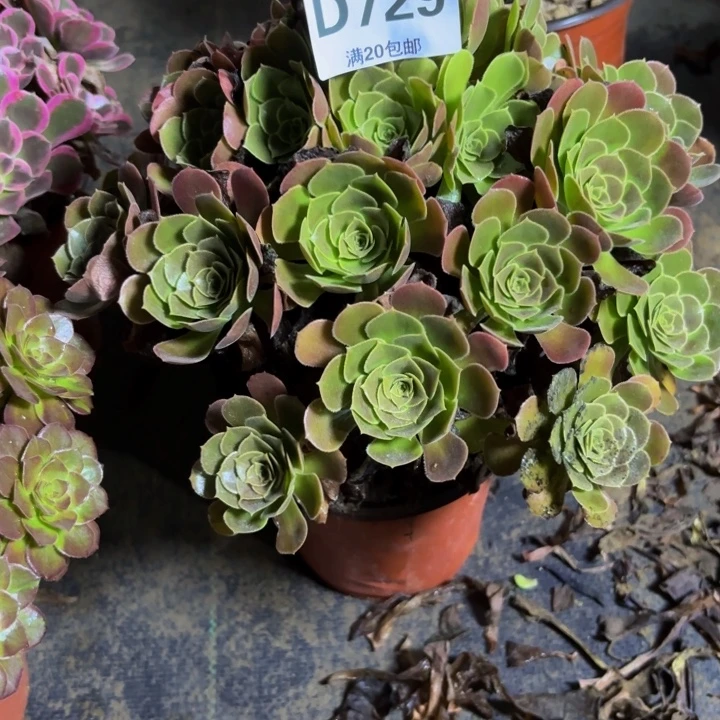 瑞妈多肉园艺729荷兰玫瑰