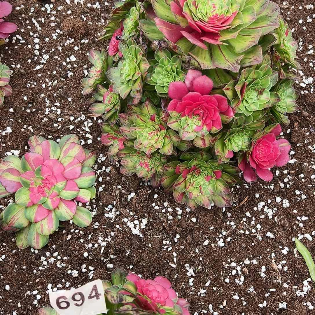 全部花朵唐**韵精品多肉植物686寄养3颗知否