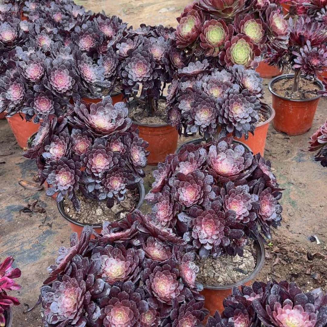 黑铜壶绣球9.9多肉植物