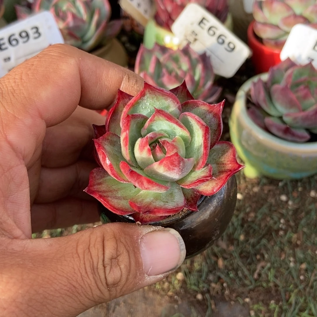 惊鸿一瞥多肉植物保护