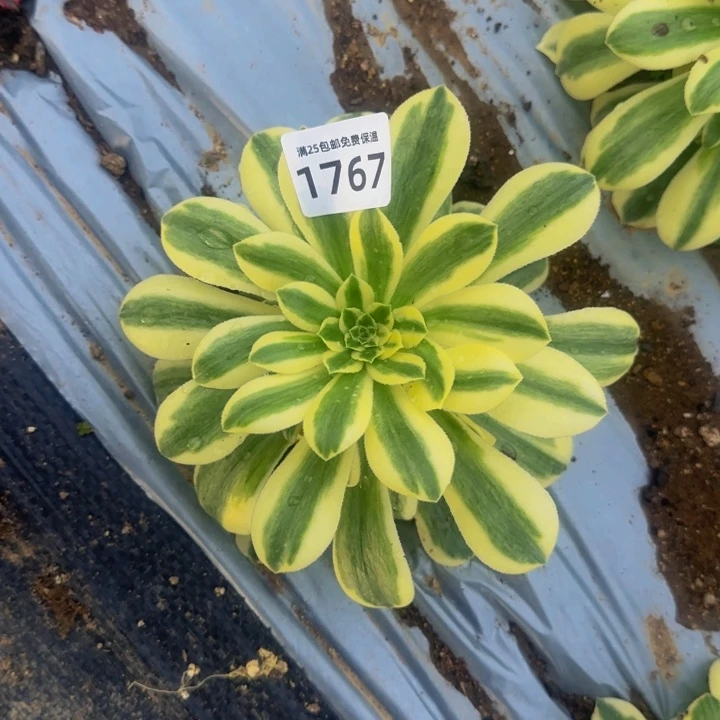 1767辛尼亚多肉植物