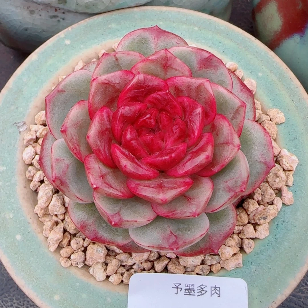 雪色玛丽，5335多肉植物