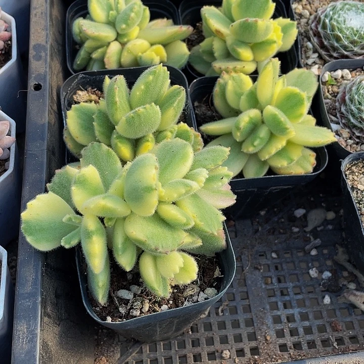 白熊3.8带盆土发货