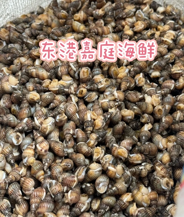[中号]东港海螺丝海锥海瓜子包鲜包活包肥顺丰包邮