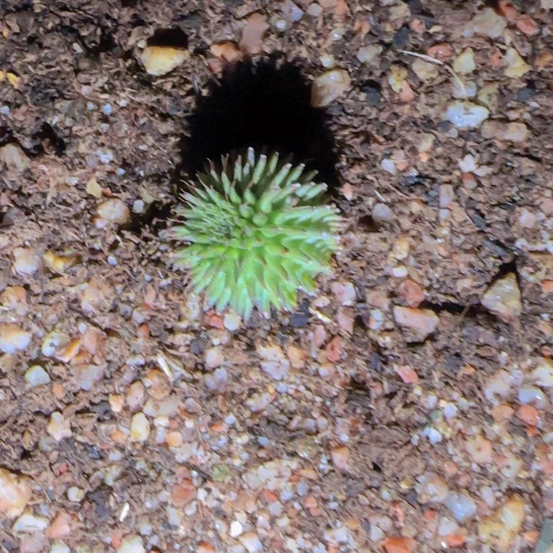 人**测块根植物块根植物