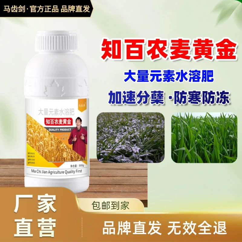 【买一瓶送一瓶】知百农麦黄金抗病抗旱抗寒抗倒伏促分蘖籽粒饱满