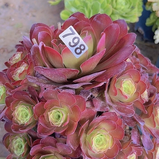 美***生多肉植物一个法师