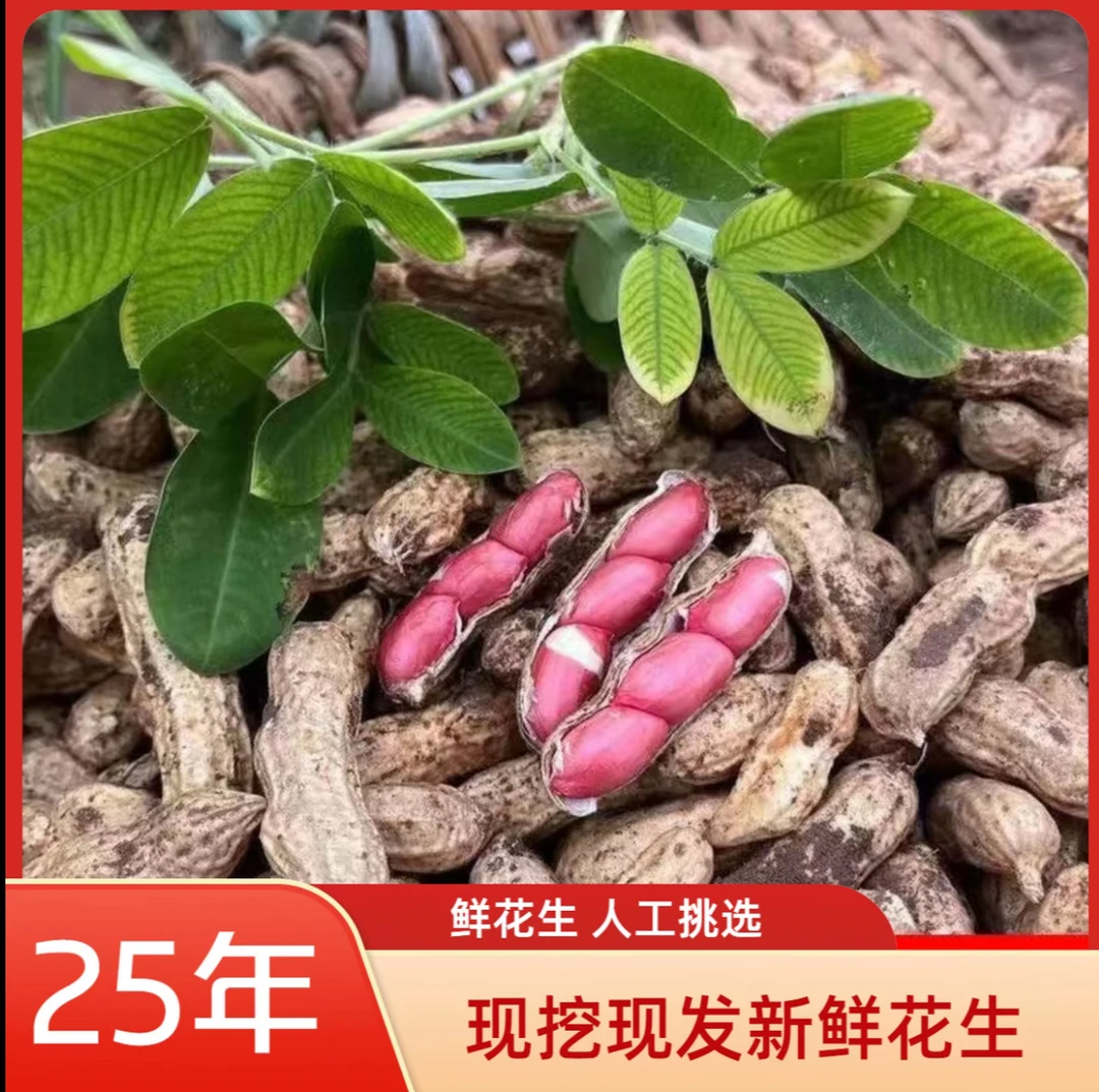 农家自种新鲜现挖带壳带泥红皮湿花生鲜花生可水煮可生吃