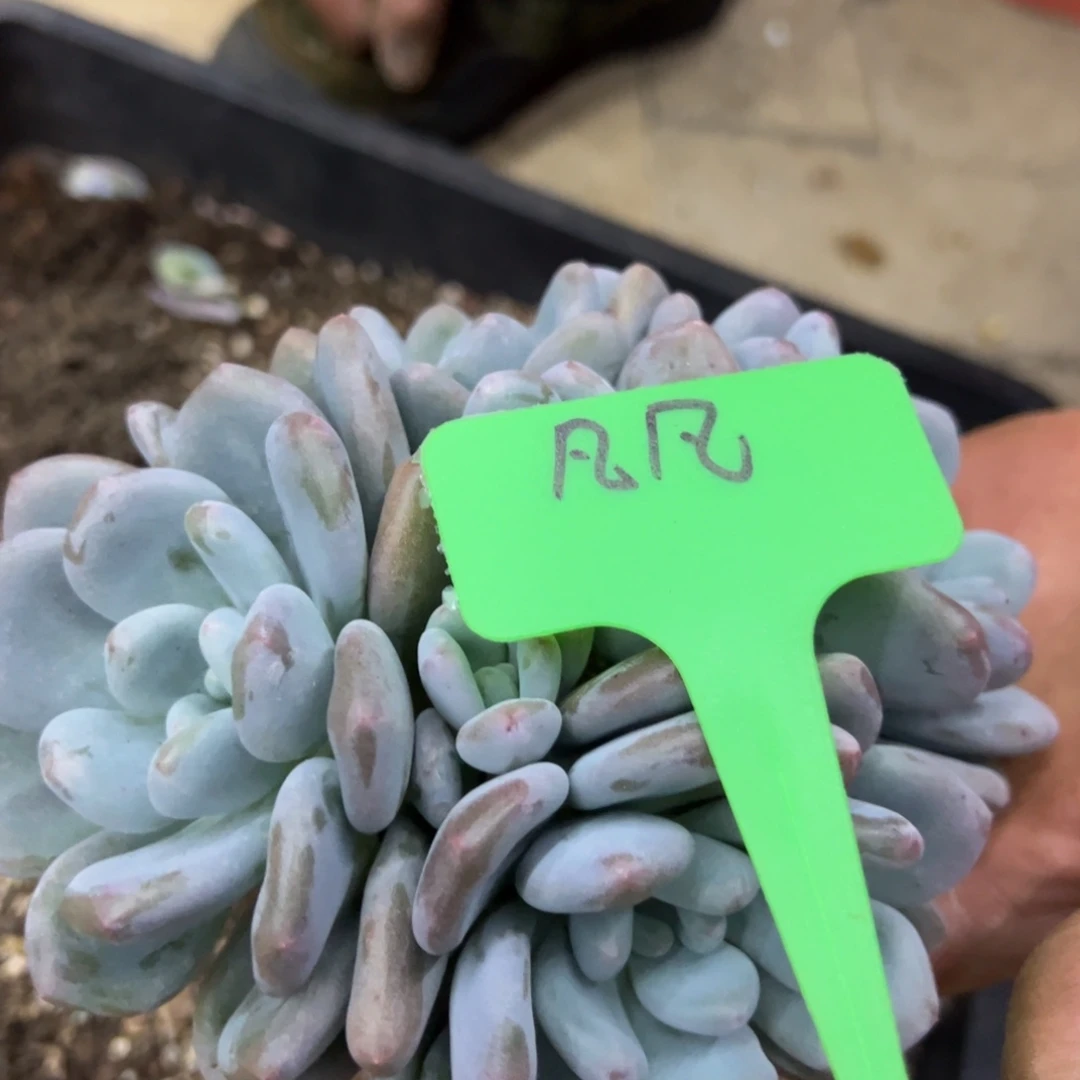 凡***凡我也要努力去实现它吧求