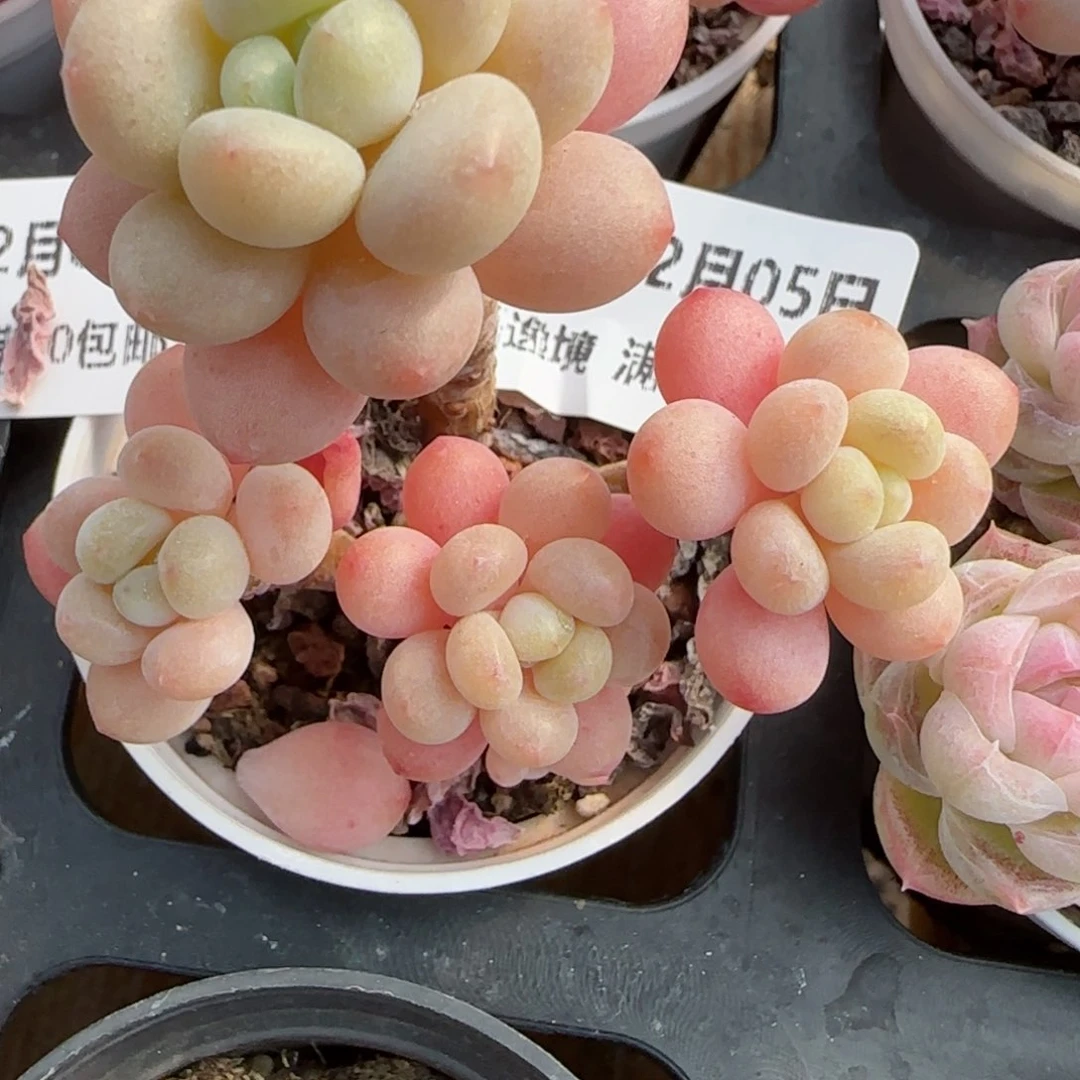 花语逸镜0205-167