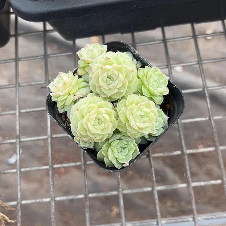 我也不知道我为什么要