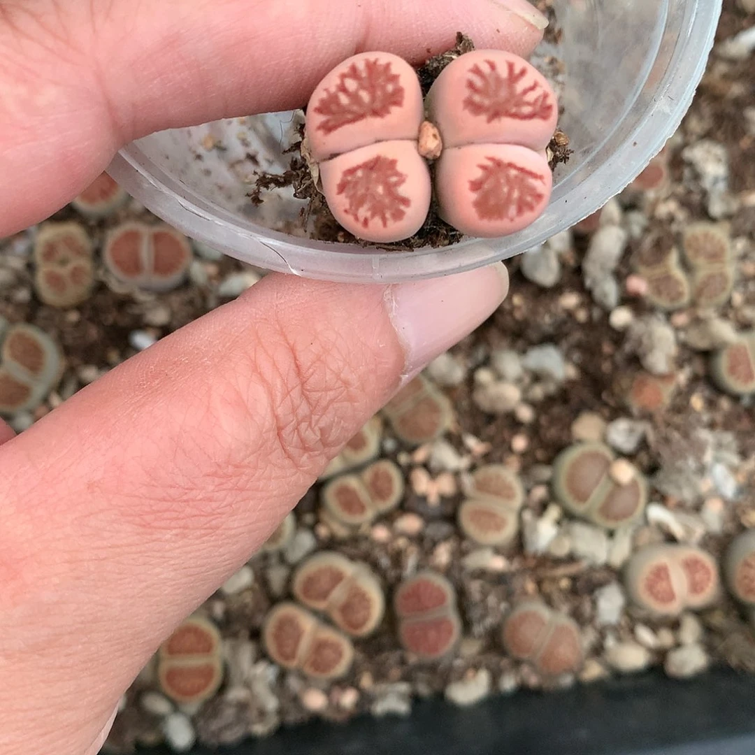 菲*K365多肉植物保护