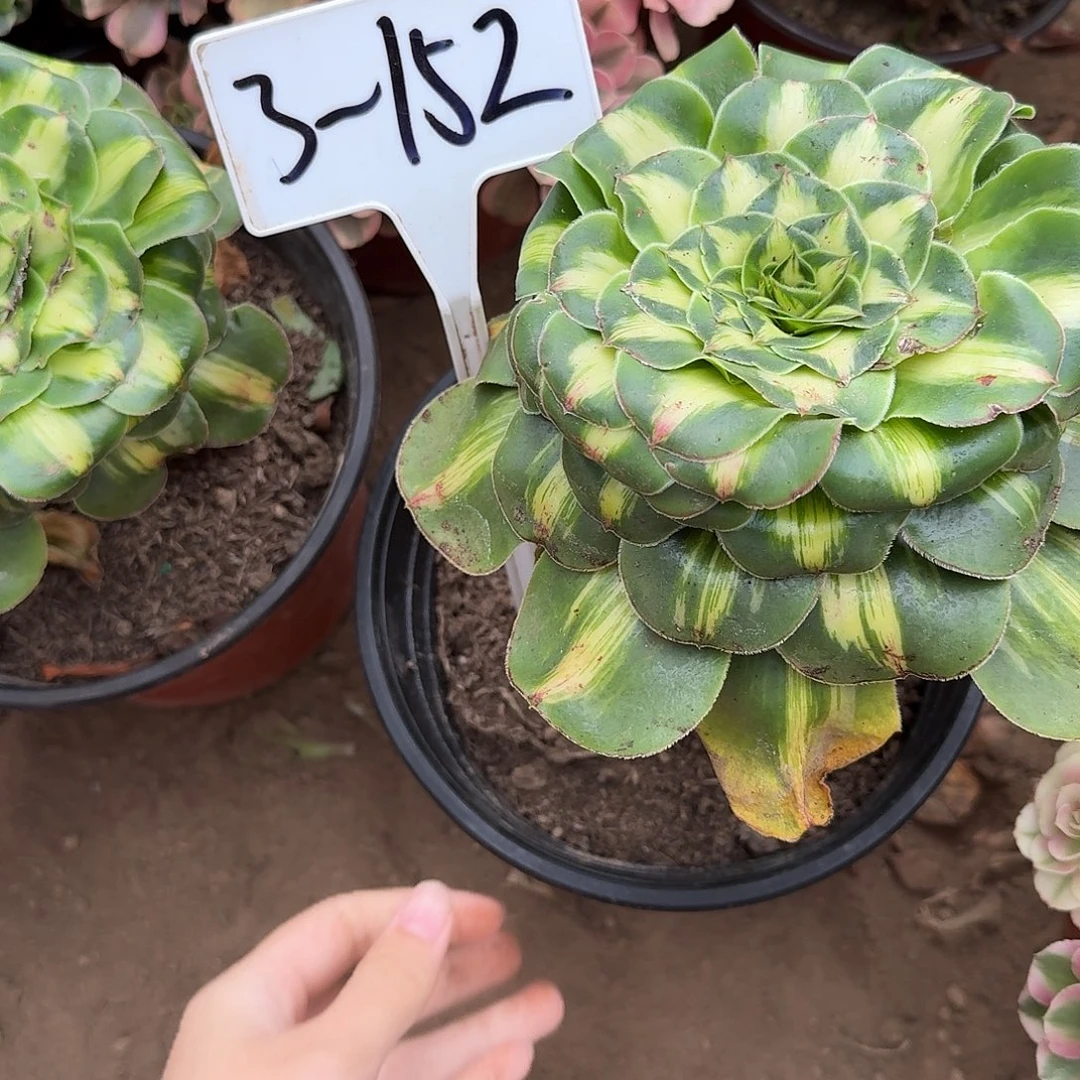 3-152暴君法师多肉