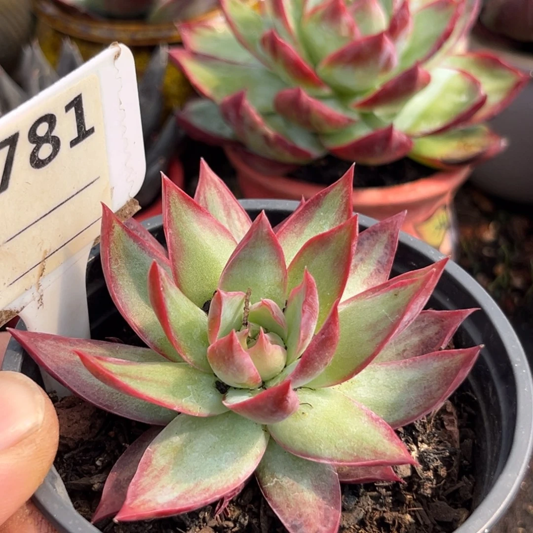 惊鸿一瞥多肉植物世界781