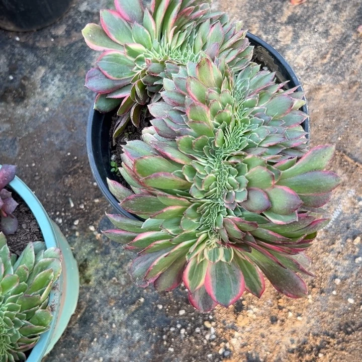 多肉植物黑膜锦缀