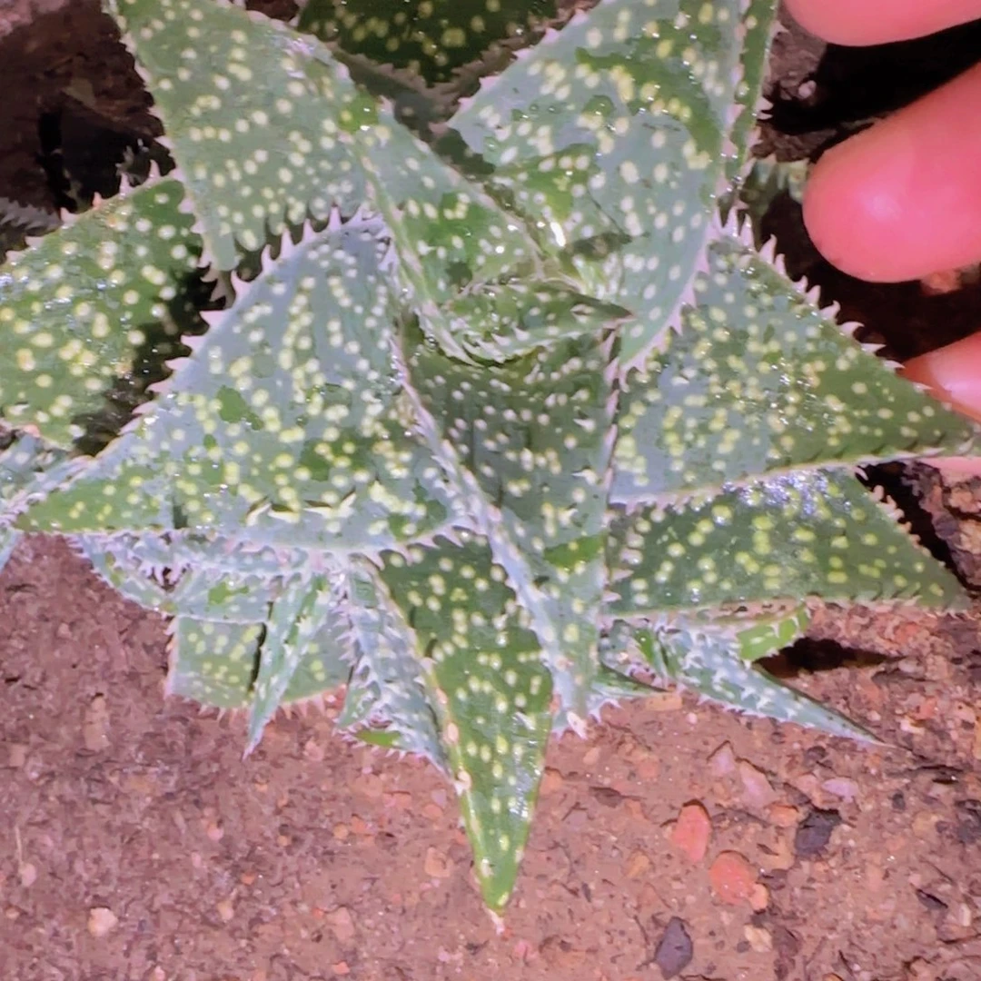 块根植物块根植物