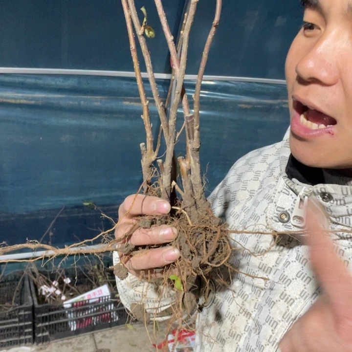 红千鸟海棠花一颗