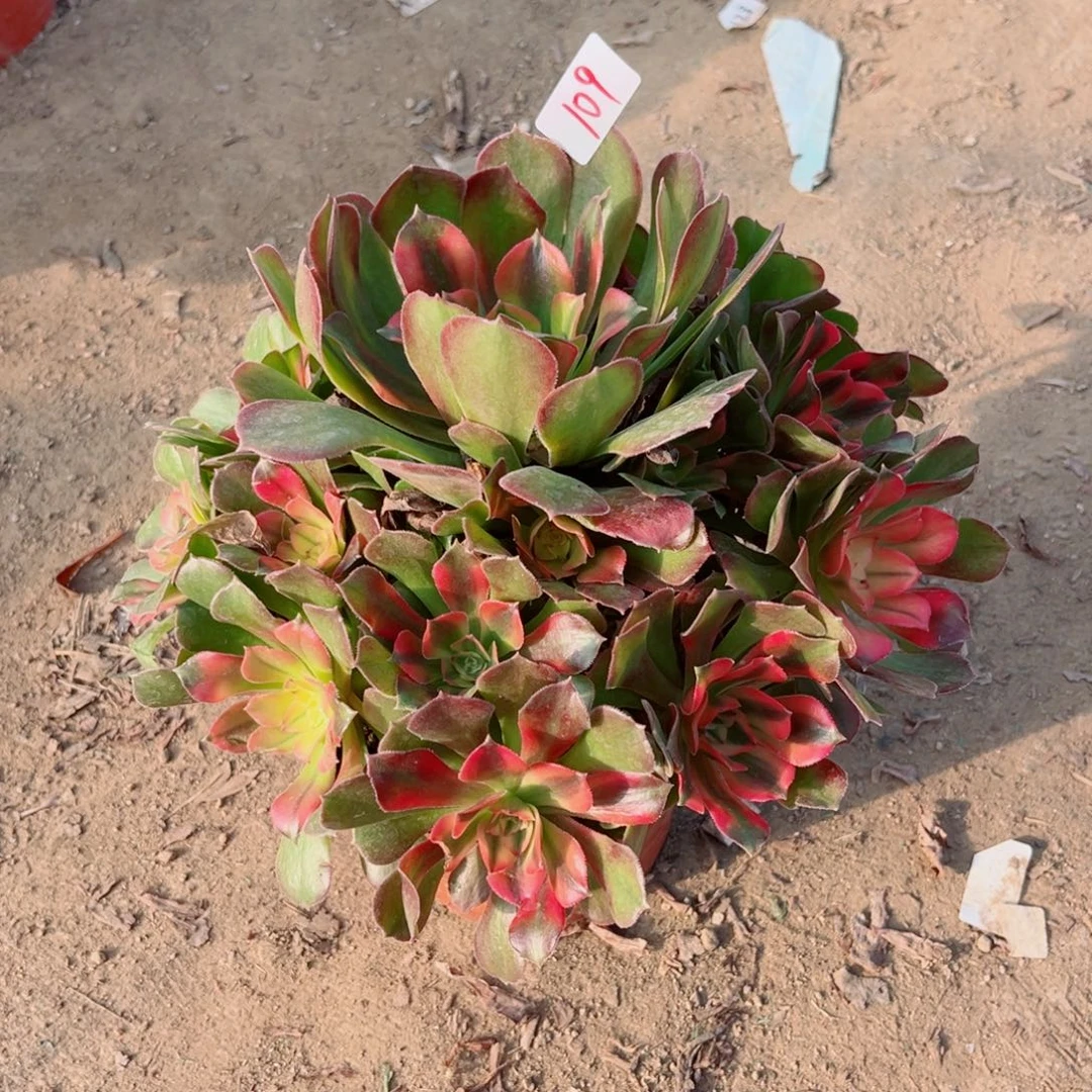 109雅典娜法师多肉植物