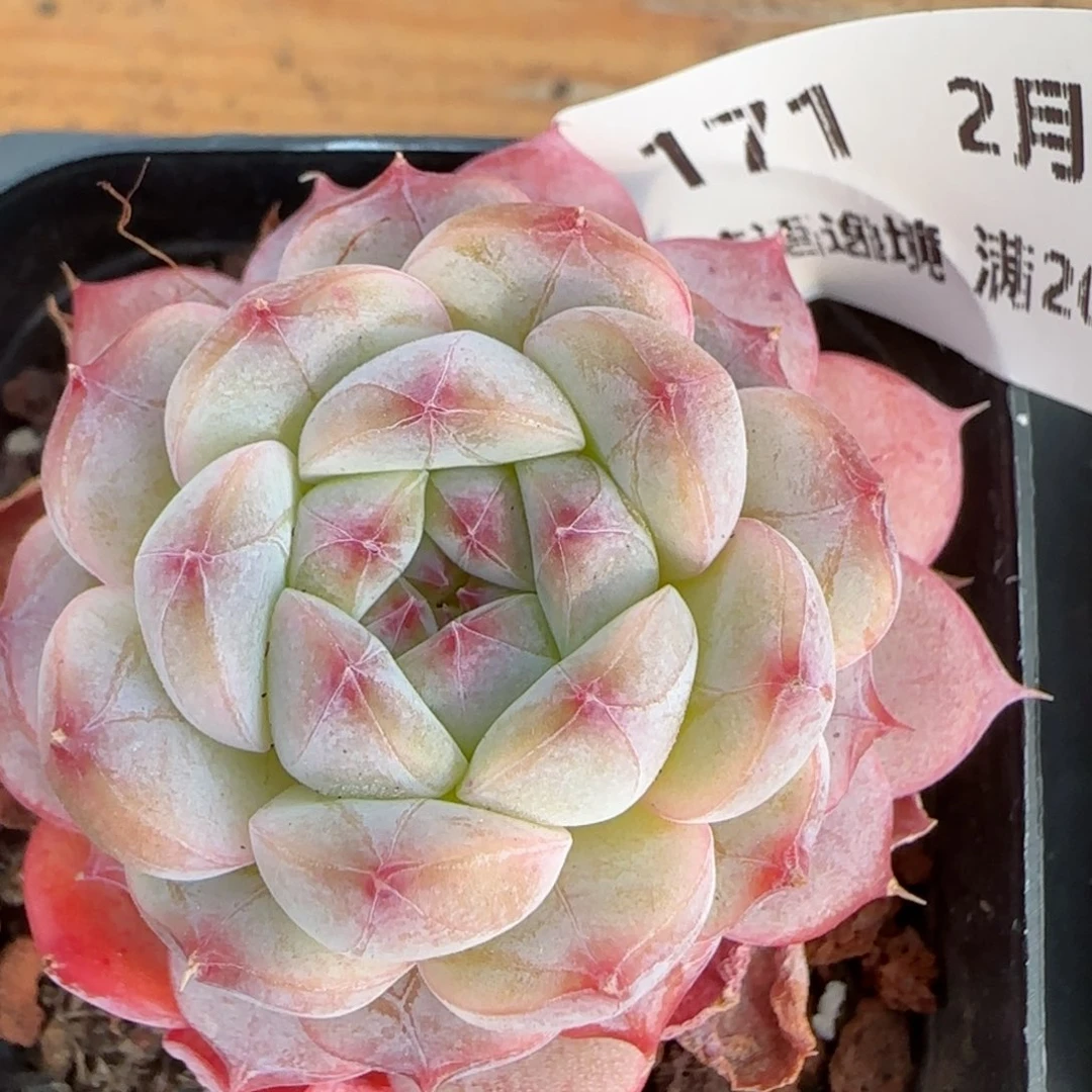 花语逸镜0206-171