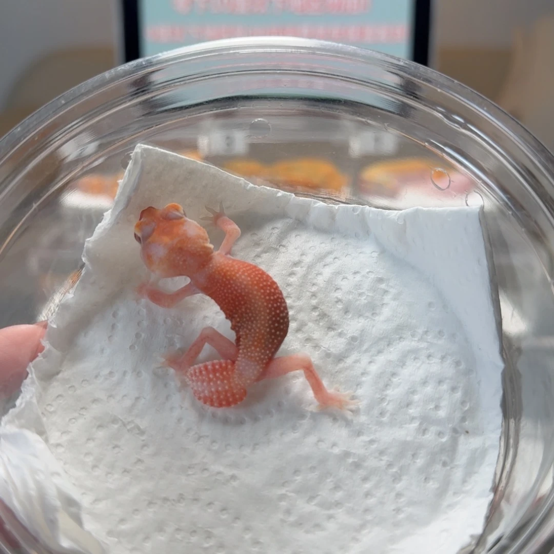 瘤尾守宫白无小火龙弟弟