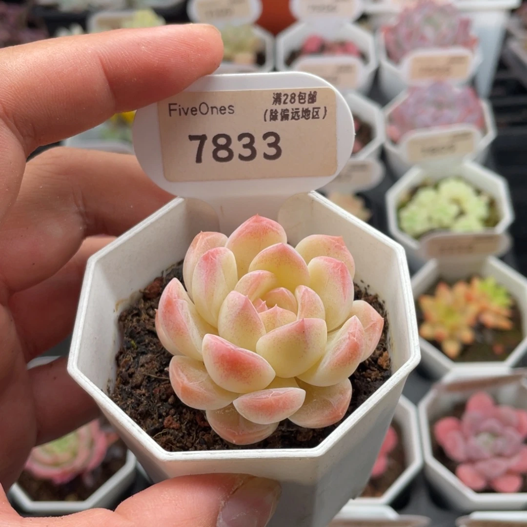 追***梦白桃汽水7833-4.5厘米