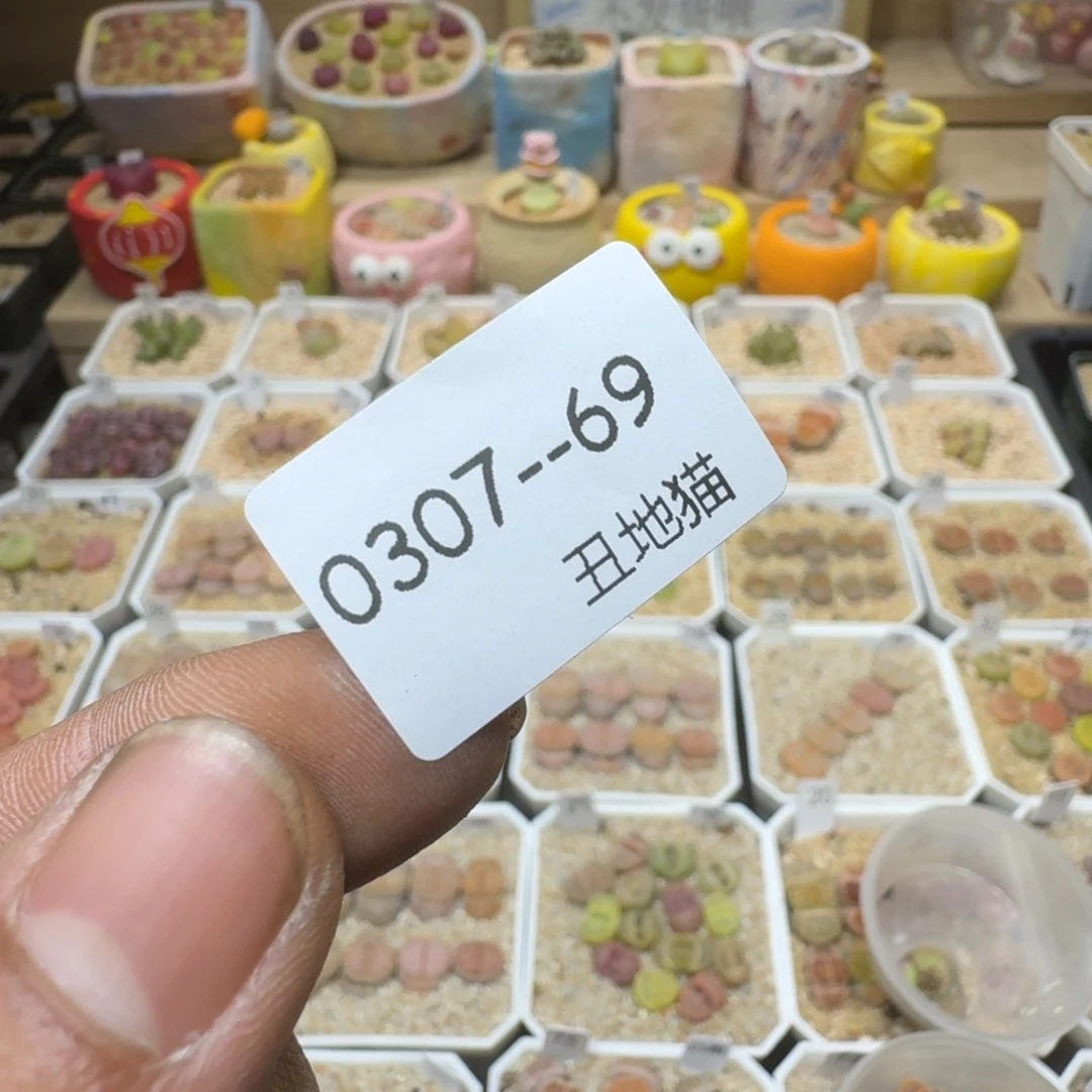 瑶**圆0307-69生石花