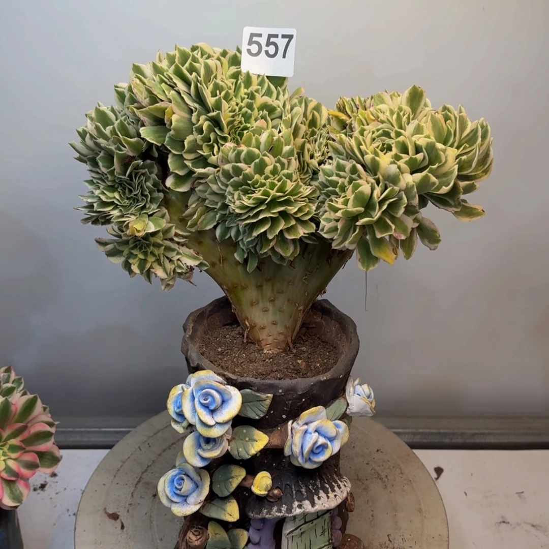 多肉植物迈巴赫缀557