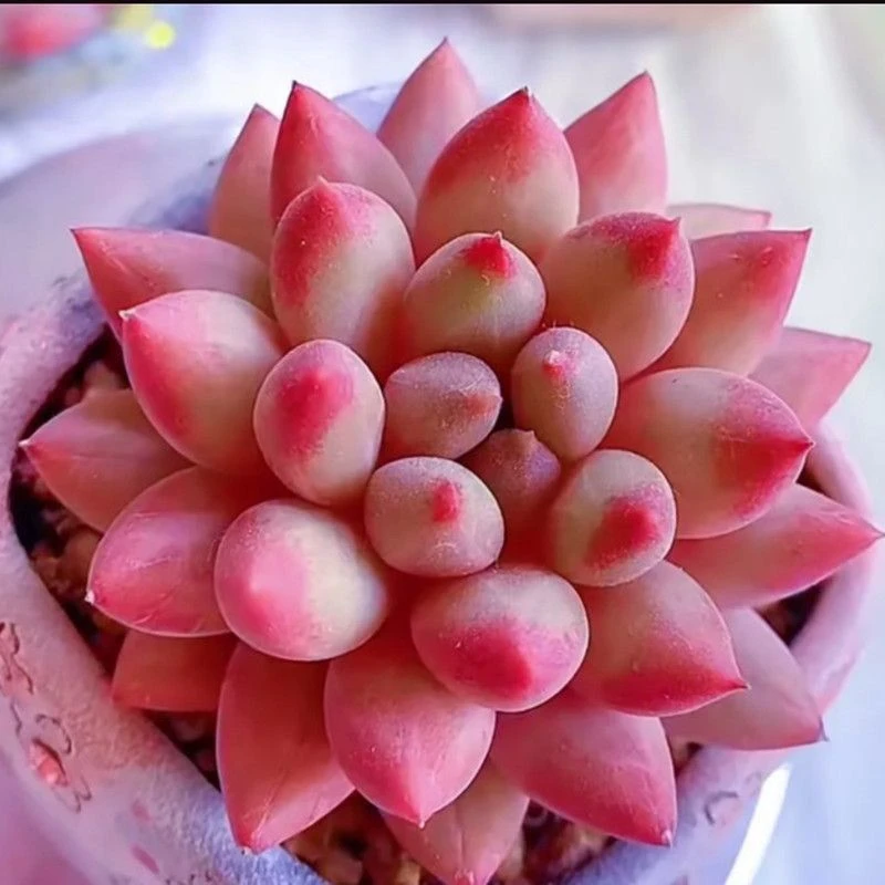 【虞美人】(拼满15元包邮)室内盆栽净化绿植盆栽大棚多肉