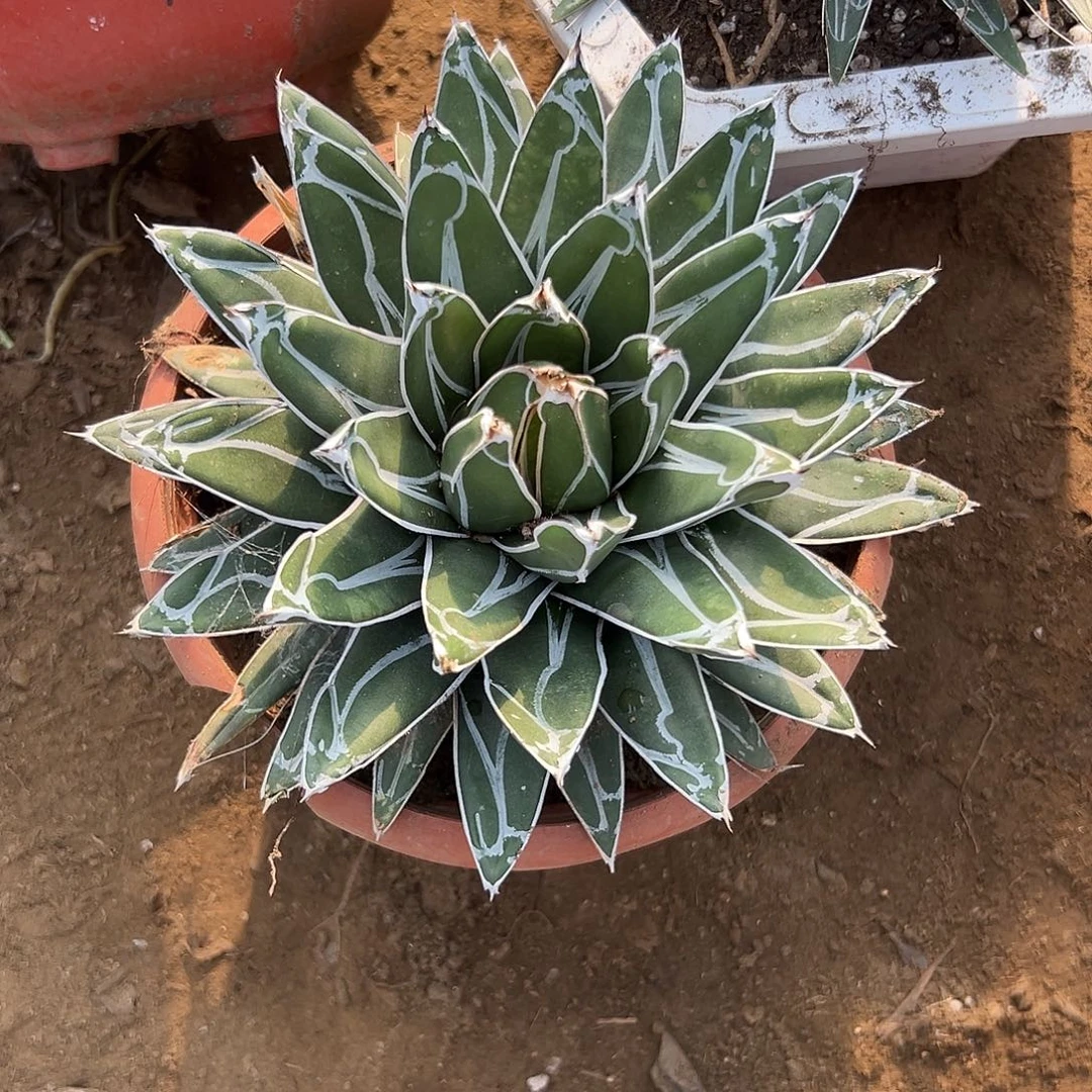 加***2多肉植物多肉植物