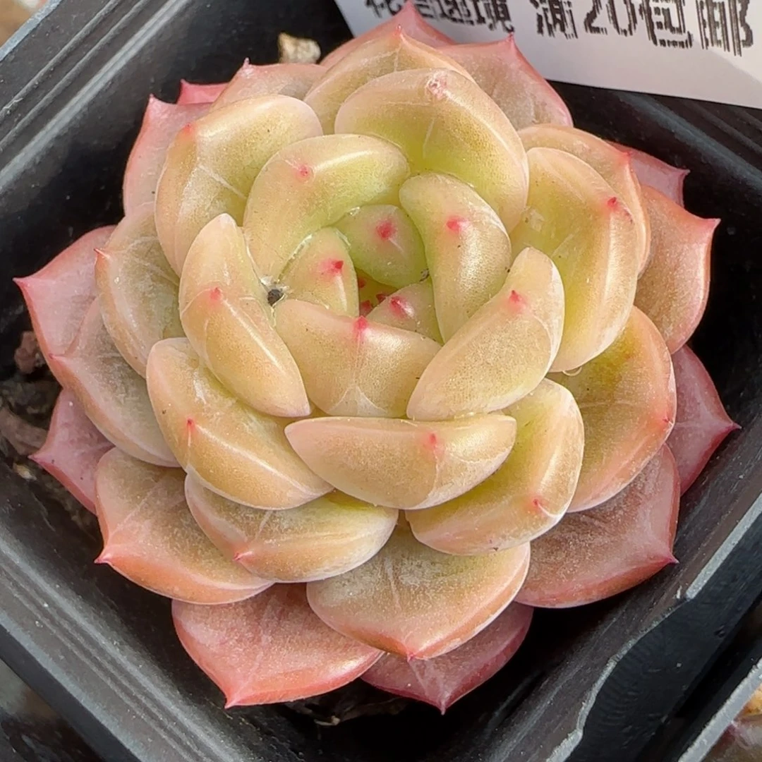 花语逸境0209-671