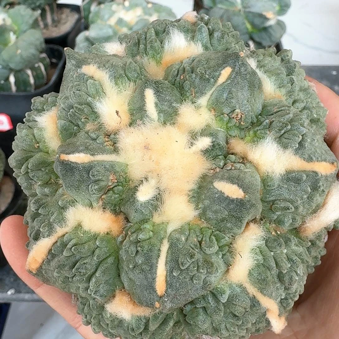 【闪购商品】无花朵落地蛋怒10公分