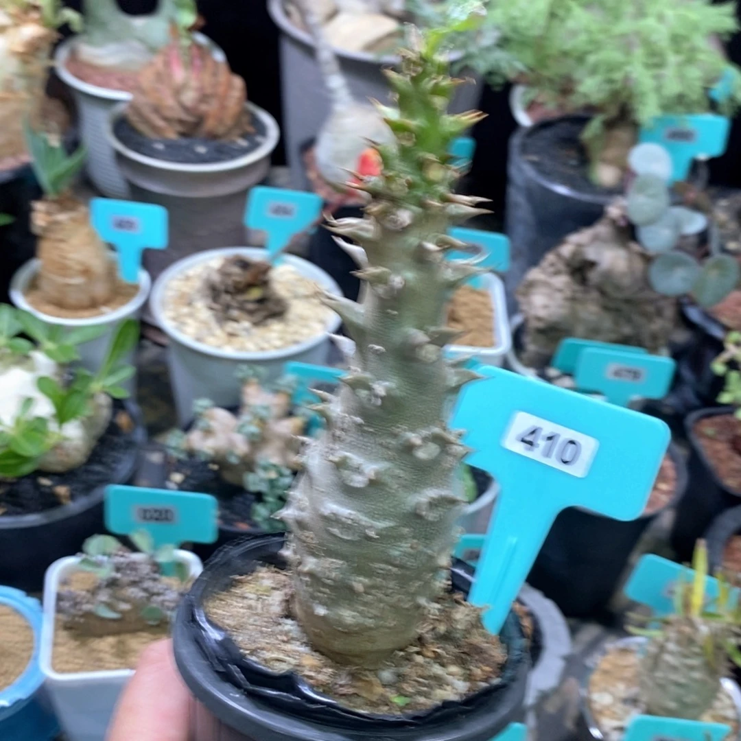 温莎瓶干多肉植物