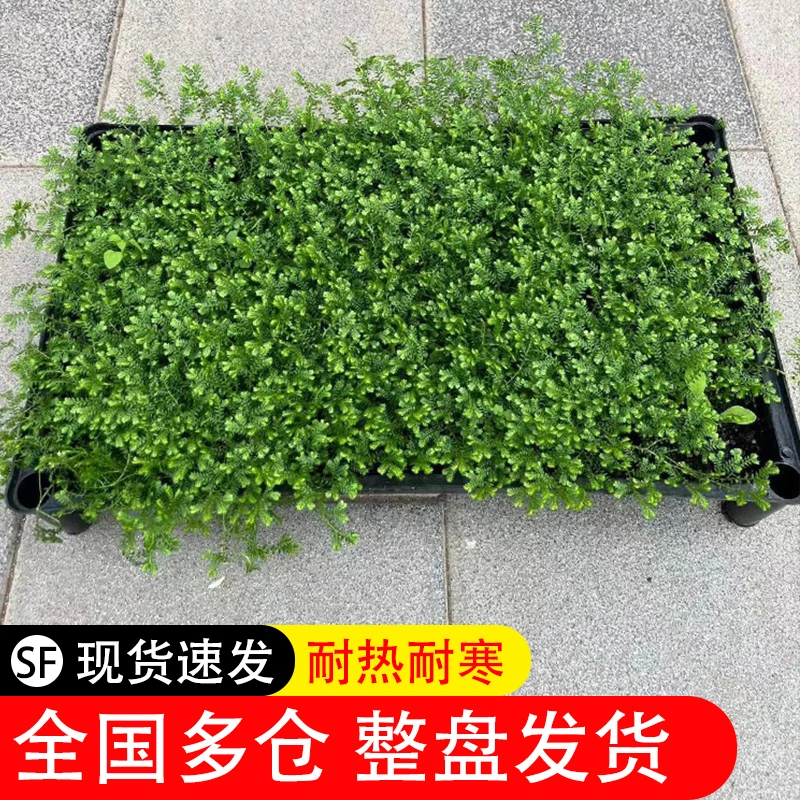 翠云草--耐阴喜湿润地被植物基地四季常绿带土带盆草皮草坪