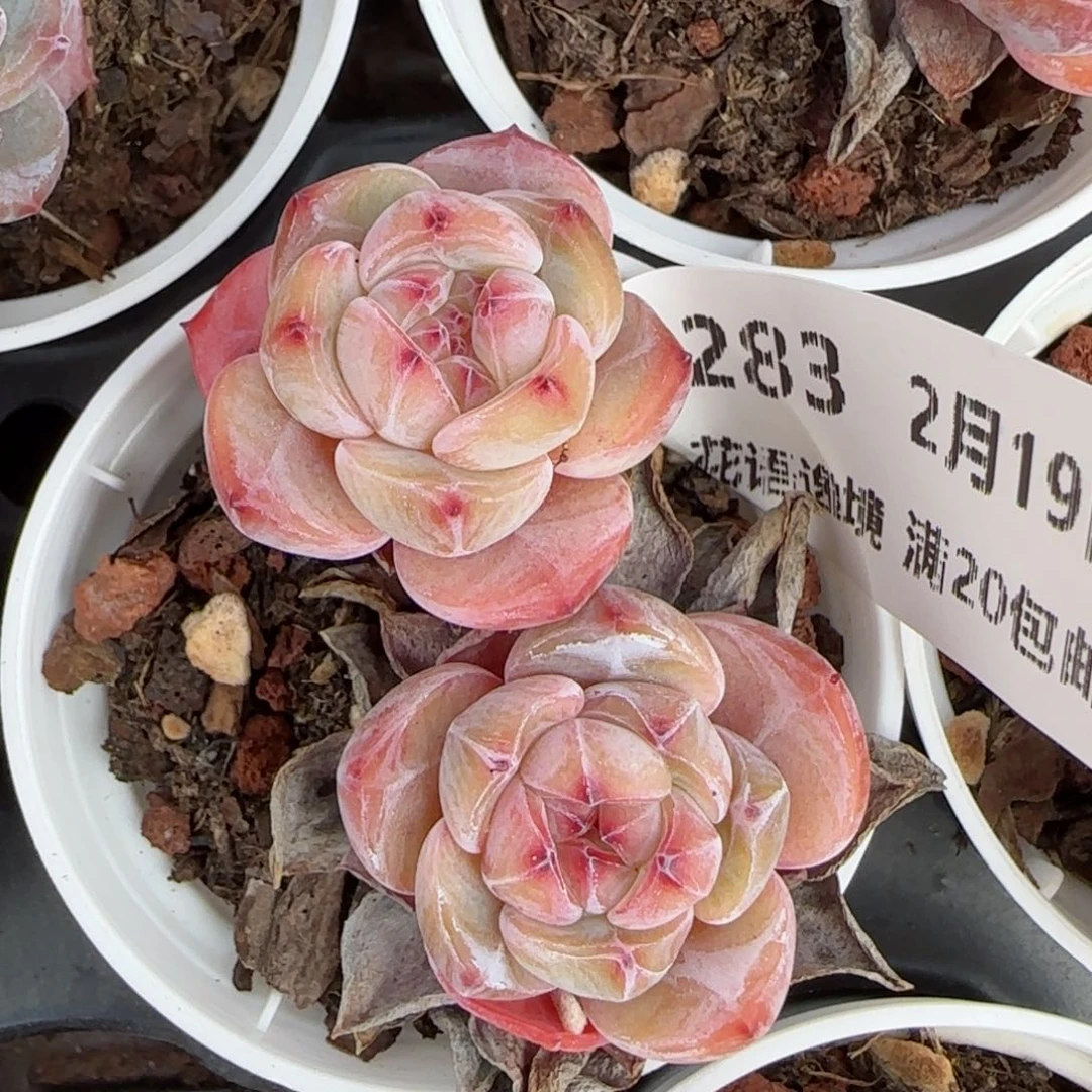 花语逸境0219-283