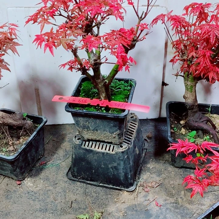 完全开放枫树星星