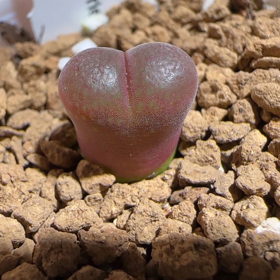 肉锥多肉植物组合-恩东1168
