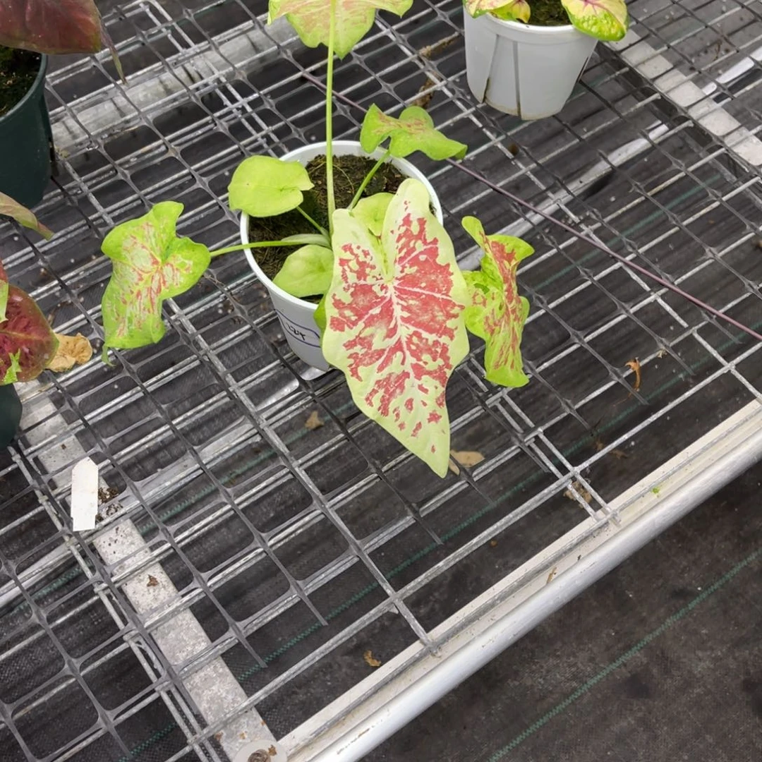 莎***拉无花朵               224蝴蝶不包售后